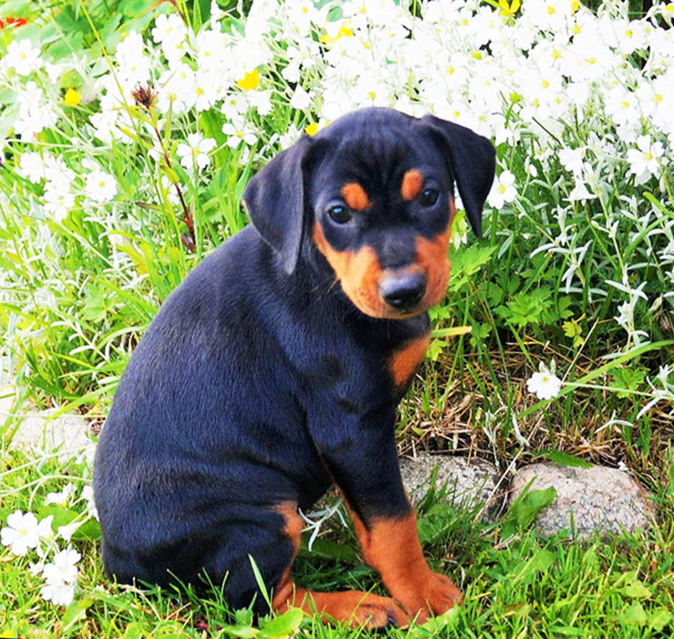 Pinscher * Xélanc Young Yezzie 6 veckor